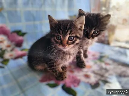 Ногинск котята в добрые
