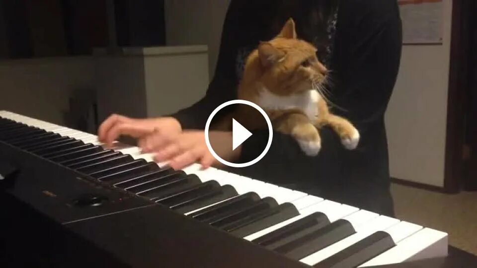 Кот на пианино. Кот пианист. Котик на пианино. Кошка на пианино. Мем играет на пианино