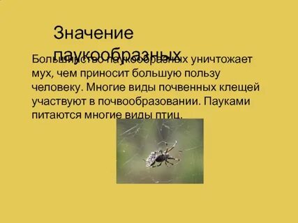 Паукообразные роль в природе и жизни человека