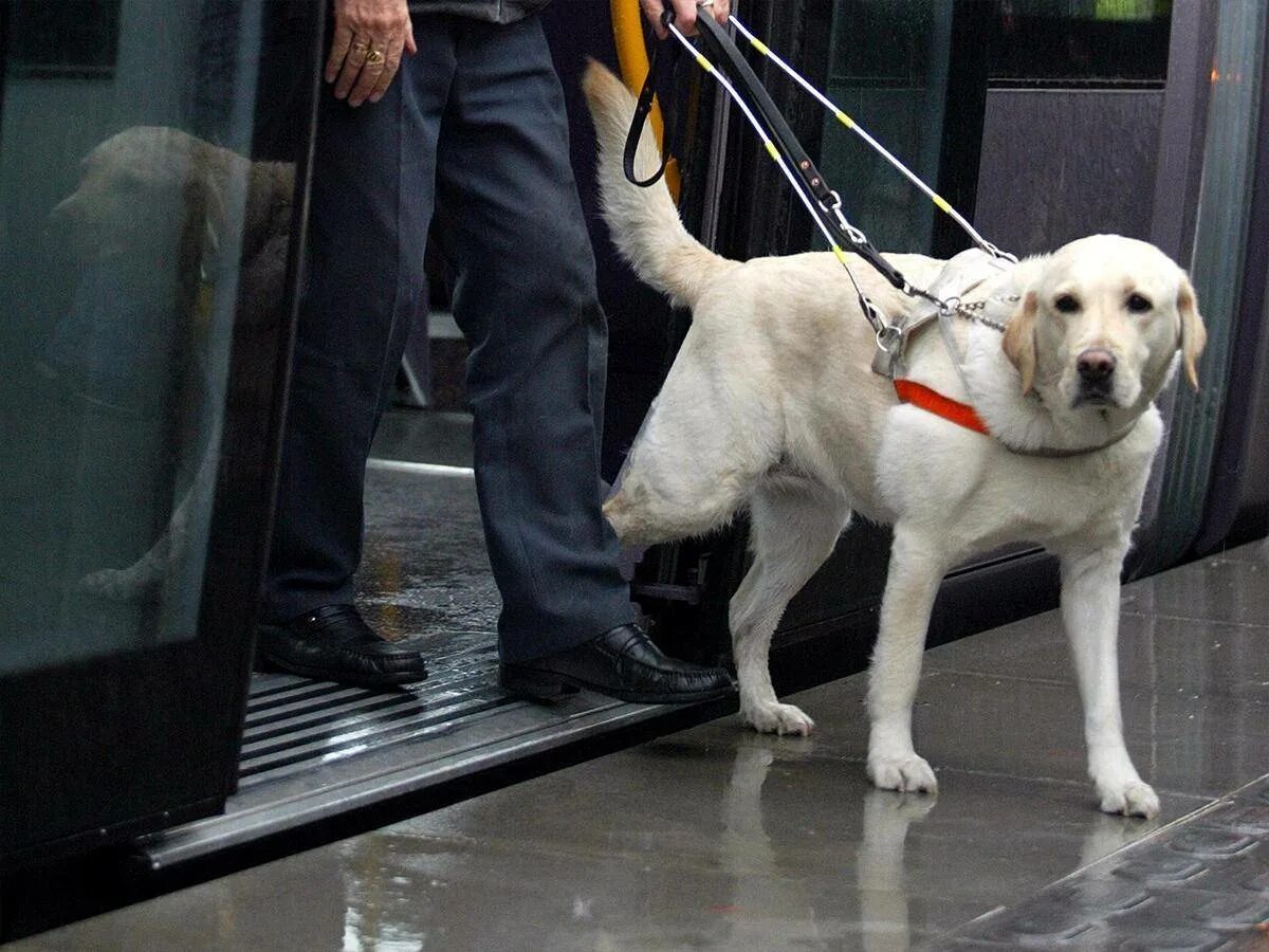 Now only dogs. Лабрадор ретривер поводырь. Собака поводырь лабрадор. Собака поводырь порода лабрадор. Золотистый ретривер собака поводырь.