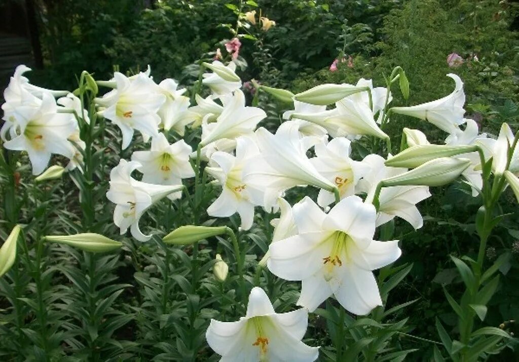 лилия вайт. лилия lilium asiatic white. лилия white planet трубчатая лилия. лилия вайт триумф. лилия вайт хевен (лонгифлорум).