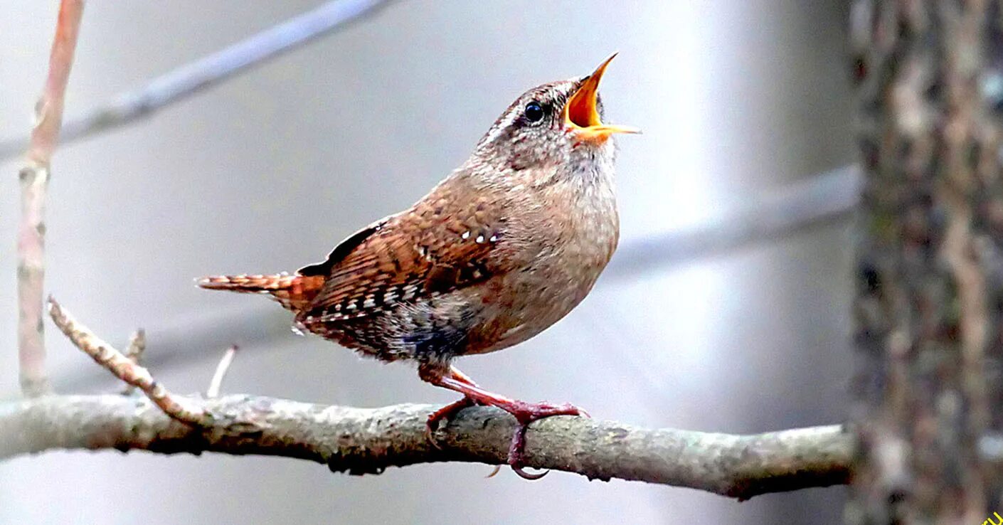 Какие птицы поют зимой в городе. Птицы поют. Птицы поют зимой. Соловей соловушка. Какие птицы поют зимой в городе.