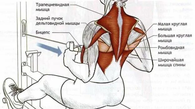 Упражнения для растяжения мышц спины. Упражнения для ромбовидной мышцы спины. Тяга нижнего блока анатомия. Ромбовидная мышца. Пуловер какие мышцы задействованы.