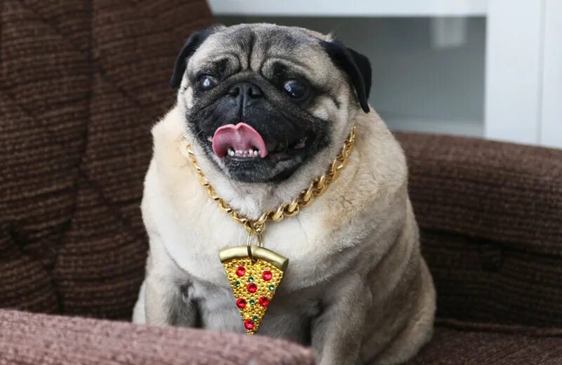 Мопс с ожирением. Персиковый мопс. Сколько весит мопс. Мопс взрослый размеры. Сколько весит мопс.