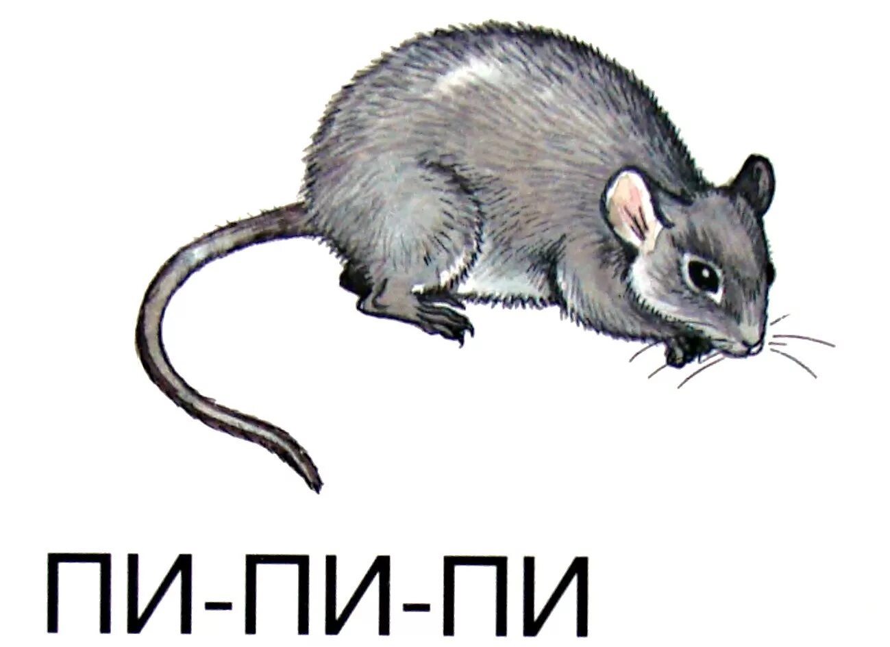 Мышка какие звуки