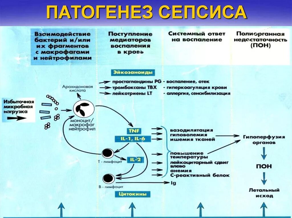 Патогенез сепсиса клинические рекомендации. Механизм развития сепсиса. Сепсис этапы патогенеза. Патогенез септикопиемии. Генерализованное гнойно септическое заболевание