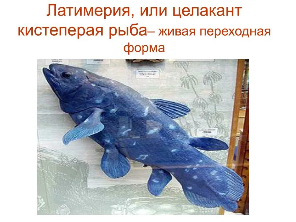 Почему кистеперые рыбы. Кистеперая рыба Латимерия. Латимерия двоякодышащая рыба. Латимерия Эволюция. Кистеперая рыба Латимерия скелет.