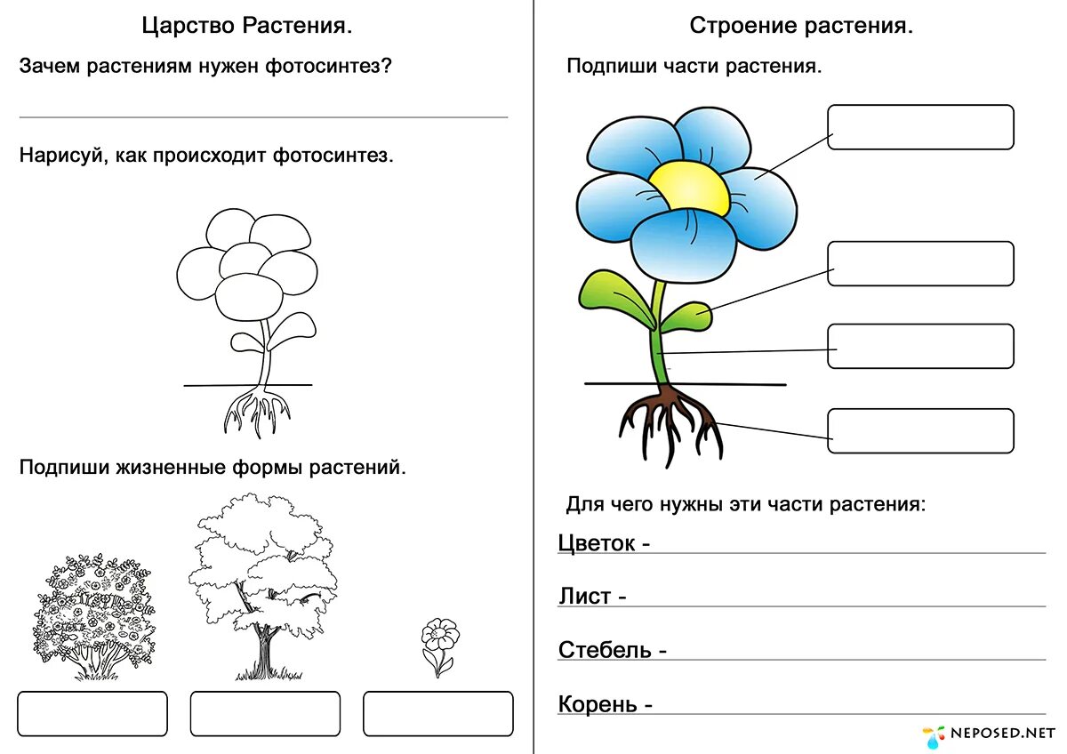 Задания наблюдения окружающий мир