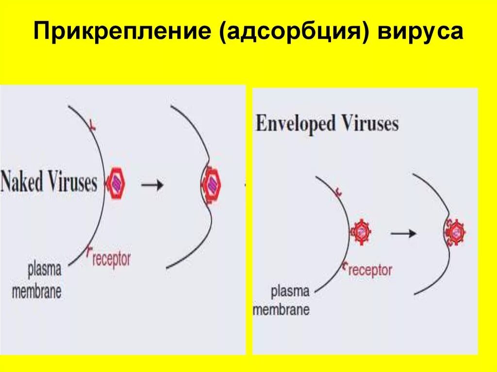 Адсорбция вируса. Абсорбция вируса. Прикрепление адсорбция вирусов. Адсорбция вируса на поверхность клетки.