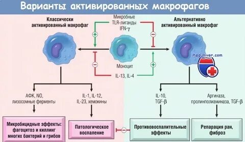 Рецепторы макрофагов