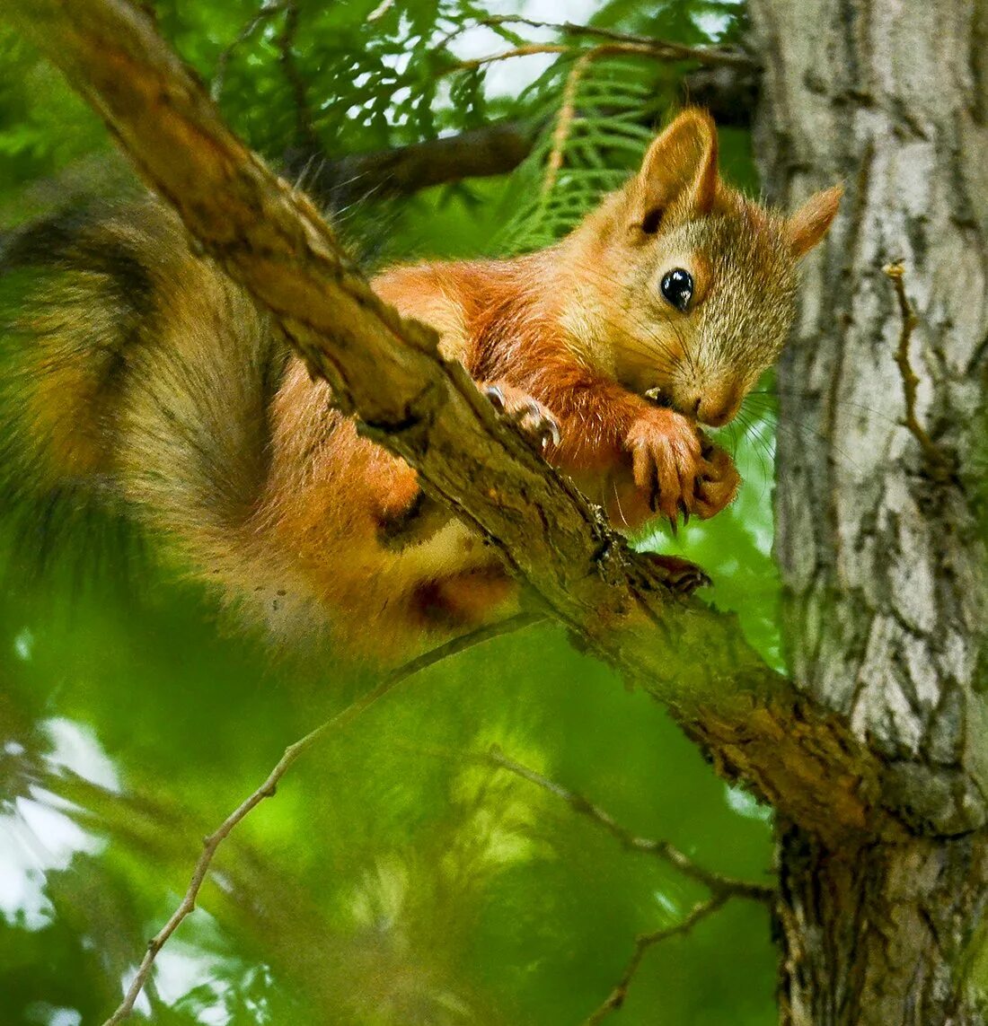 белочка лесная. белочка лесная. белочка лесная. белка векша. обыкновенная белка беличьи.