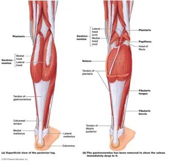 Calf muscle: Yandex Görsel'de 2 bin görsel bulundu