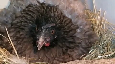 Как несется курица видео