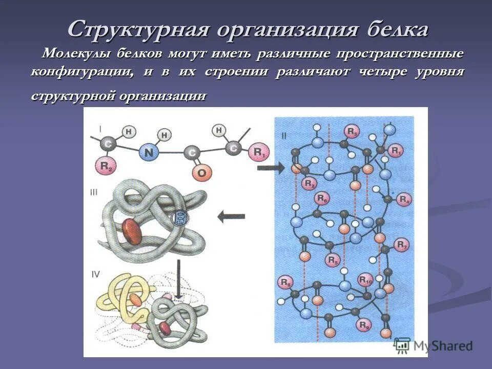 Белки. Линейная структура белковой молекулы. Уровни структурной организации белковой молекулы. Структурная организация молекул белка. Размеры и формы белковых молекул.