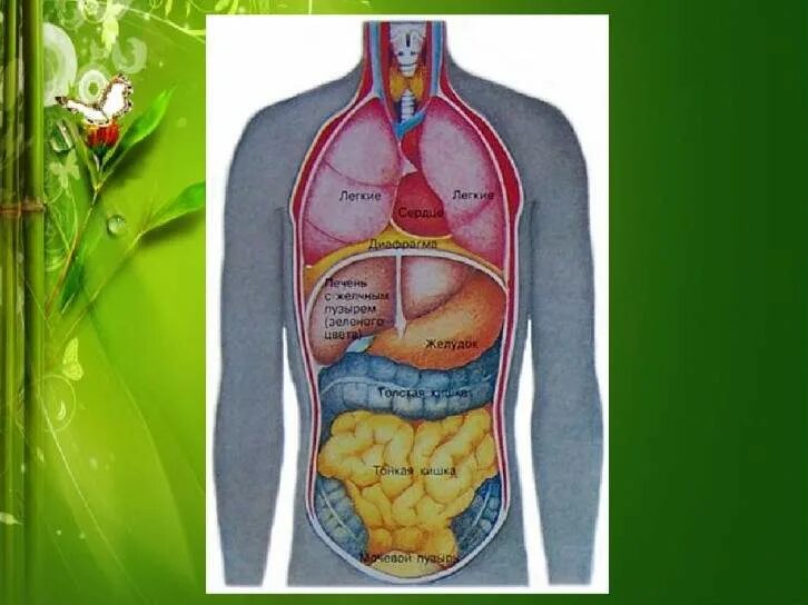 Органы человека картинка. Расположение внутренних органов. Внутреннее строение человека. Расположение органов у человека. Анатомия тела человека внутренние органы.