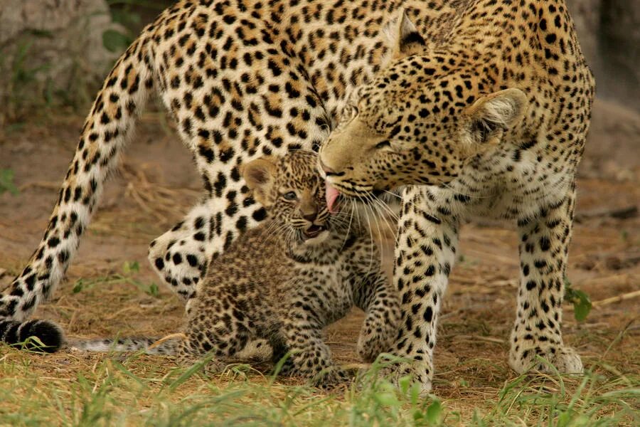 Леопард. Детеныш леопарда. Леопард с детками. Животные жарких стран. Гибрид страна