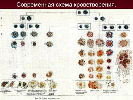 Клетки кроветворения