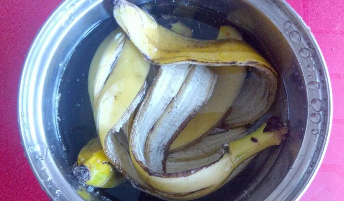 Как настаивать банановую кожуру. Настой из банановой кожуры. Настой корок бананов. Настой из кожуры банана. Подкормка для цветов из банановой кожуры.