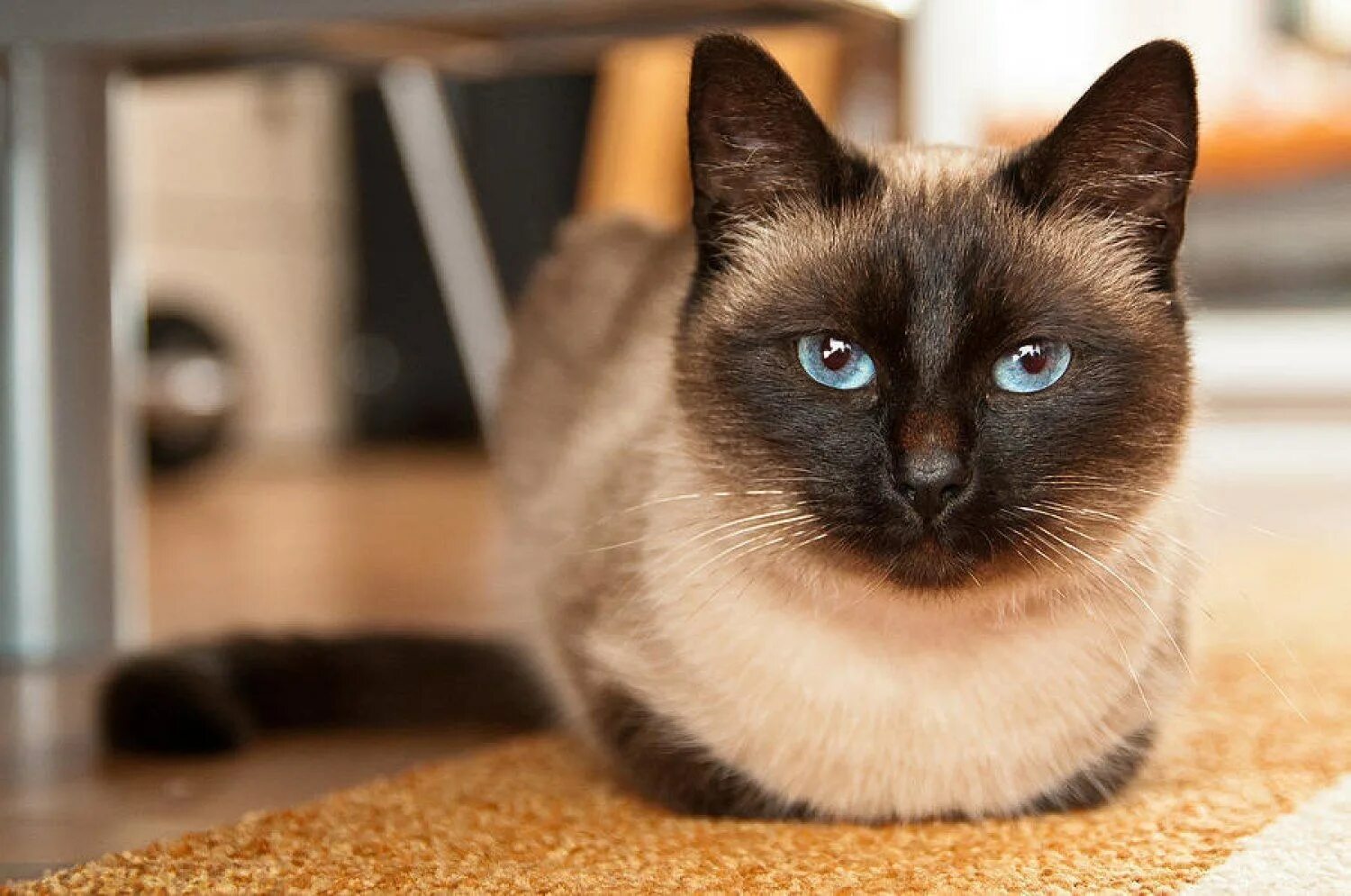 Фотографии кошек породы сиамских кошек. Сиамский кот. Сиамская кошка породы кошек. Сиамская кошка Сиамская. Сиамский кот породистый.