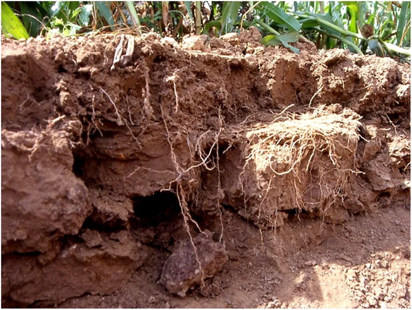 Плужная подошва почвы. Переуплотнение почвы. Уплотнение почвы. Снижение плодородия почв. Угрожает почву