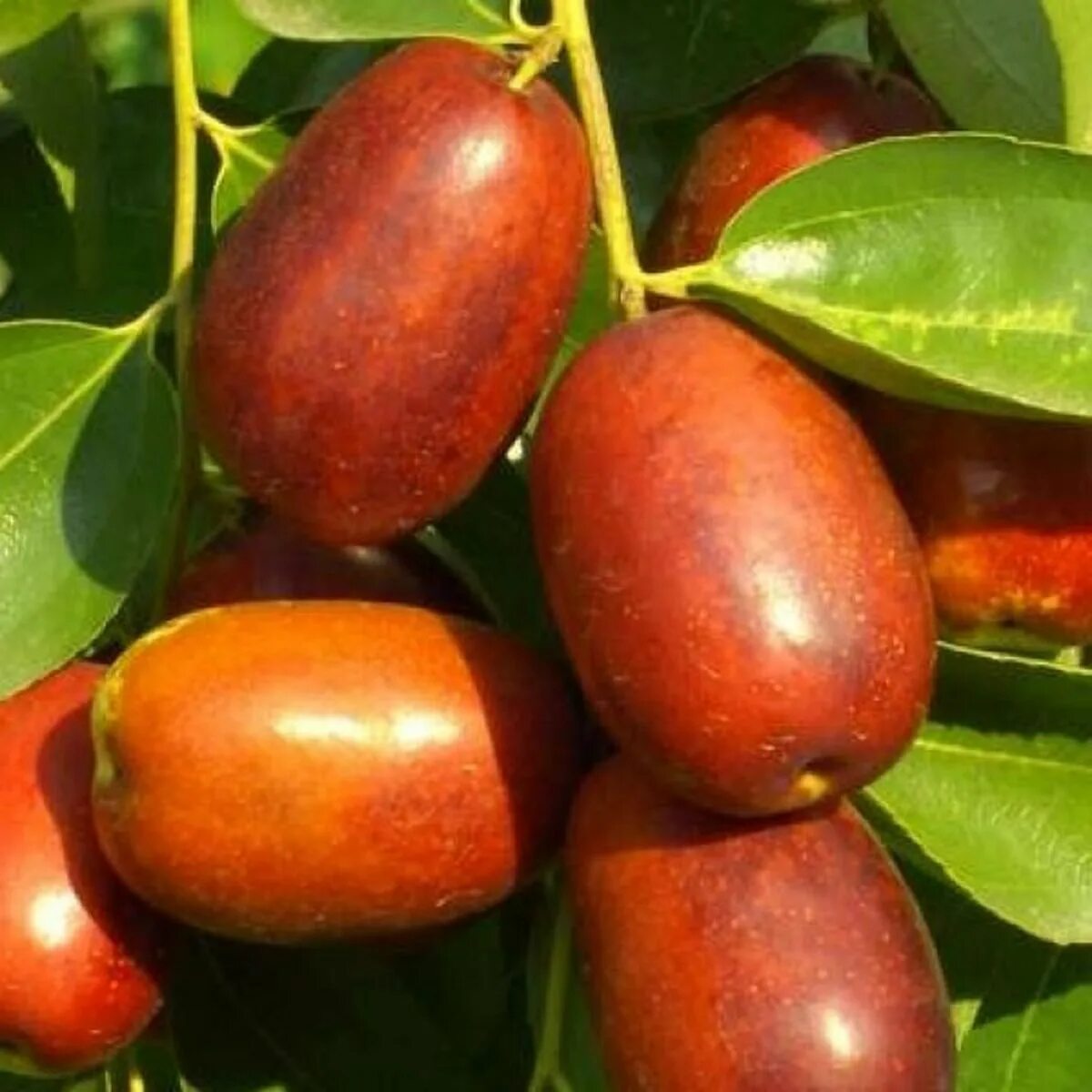 Фрукт зизифус. Унаби сорт финик. Финик унаби зизифус. Китайский финик ююба. Фрукт зизифус.