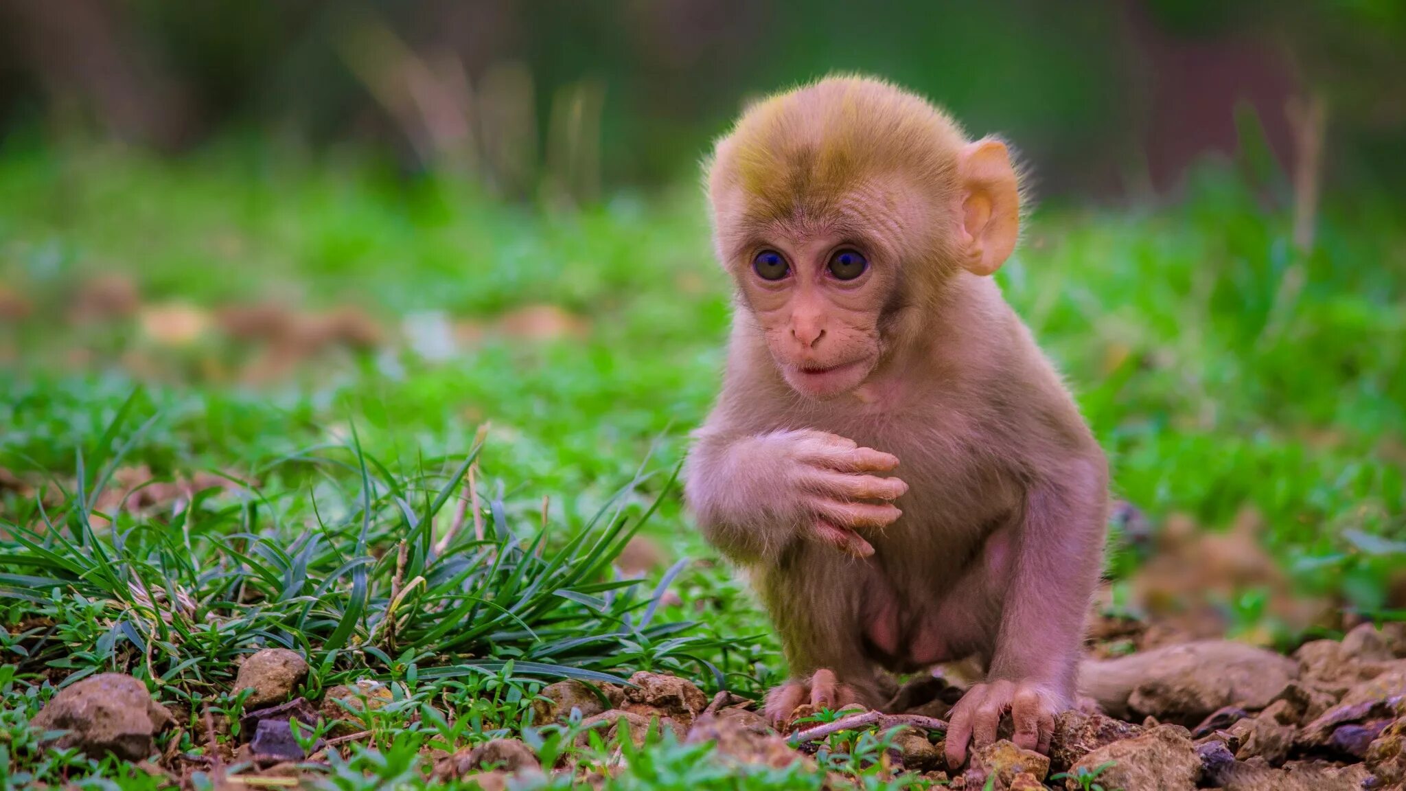 Monkey wallpapers. Яванская макака малыш. Милые обезьянки. Красивая обезьяна. Мартишка.