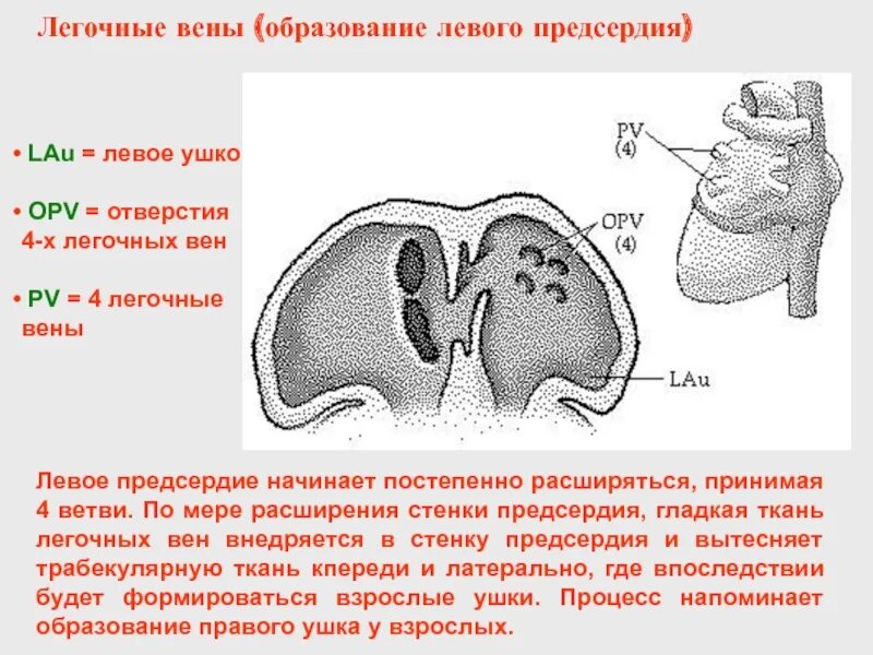 Строение левого предсердия. Строение ушка левого предсердия. Правое ушко правого предсердия. Левое ушко левого предсердия.