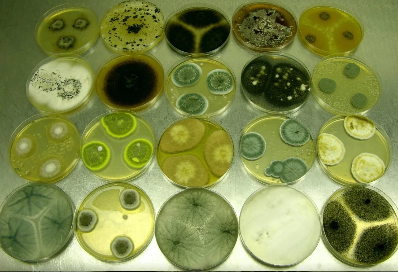 Колонии грибов в чашке петри. Чашка Петри микробиология. Penicillium expansum. Чашка Петри с питательной средой. Колонии бактерий в чашке Петри.