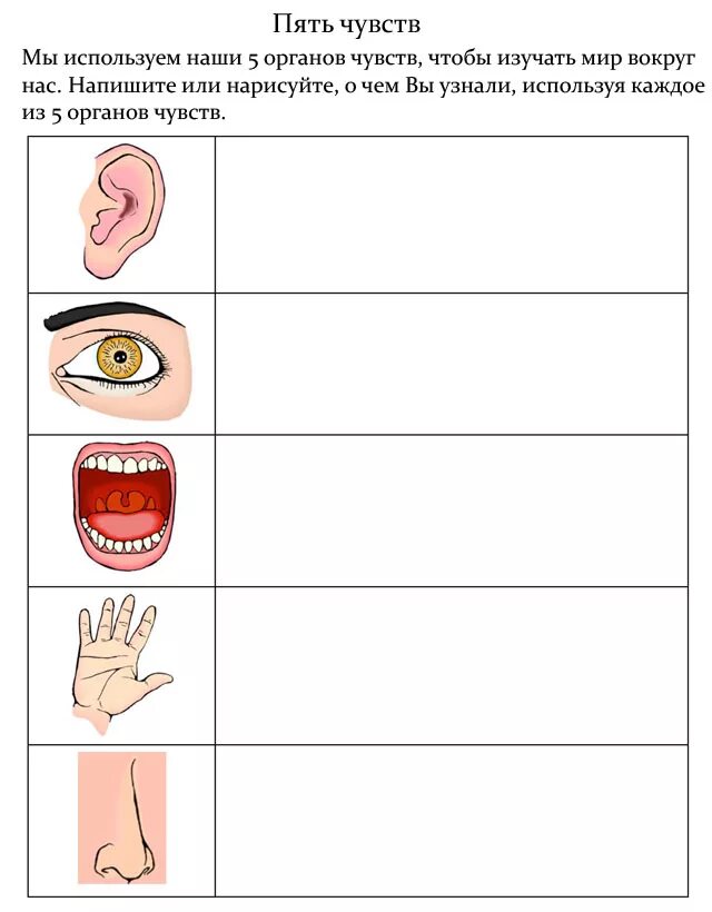 Задание по органам чувств. Органы чувств задания. Органы чувств задания для дошкольников. Органы чувств человека для детей.