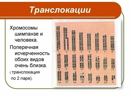 В яйцеклетке шимпанзе хромосом