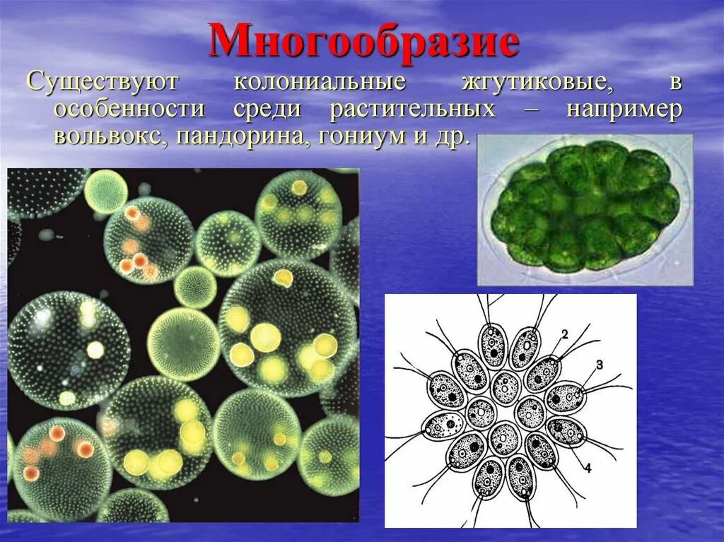 Колониальная одноклеточная водоросль. Гониум жгутиковые. Колониальный вольвокс. Вольвокс царство. Колониальные жгутиконосцы вольвокс.