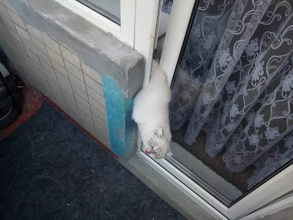 Пластиковые окна кошки. Кошки и стеклопакеты. Кот застрял в окне. Кошка на пластиковом окне. Кошка застряла в окне.