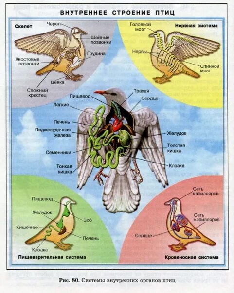 Укажите особенности внутреннего строения птиц. Внутреннее строение птицы биология 7 класс. Внутреннее строение птиц система органов. Строение органов пищеварительная система птицы. Внутренние органы птицы 7 класс биология.