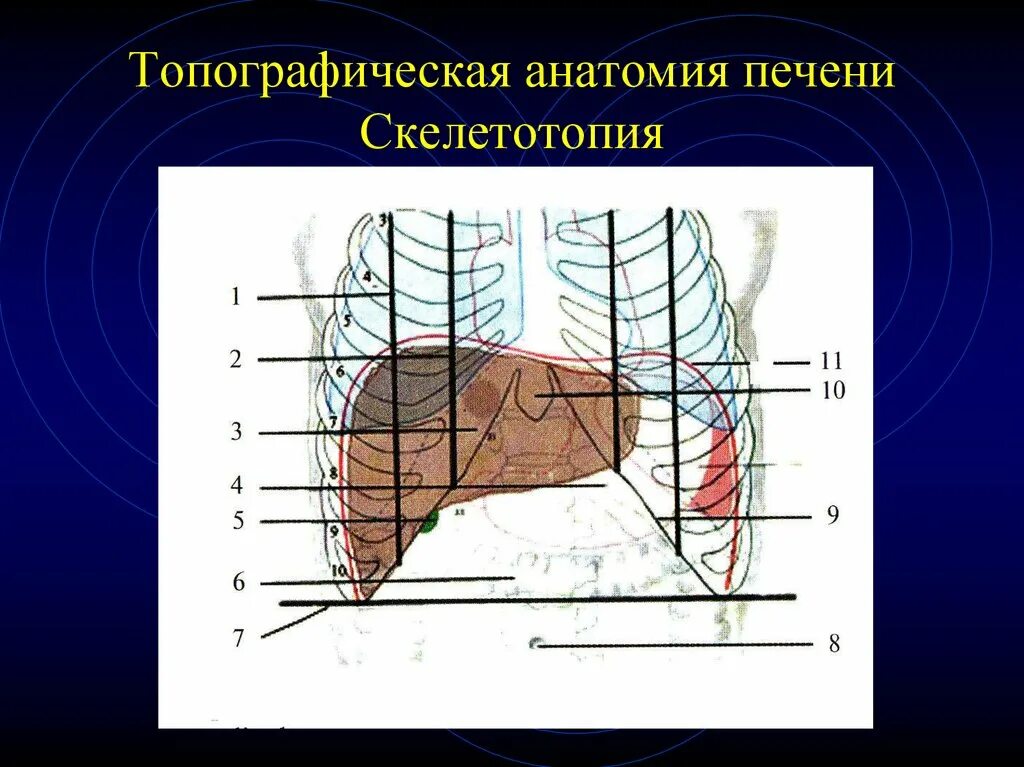 Верхняя граница печени. Топография печени синтопия. Топографическая анатомия печени. Скелетотопия печени анатомия. Голотопия печени анатомия.