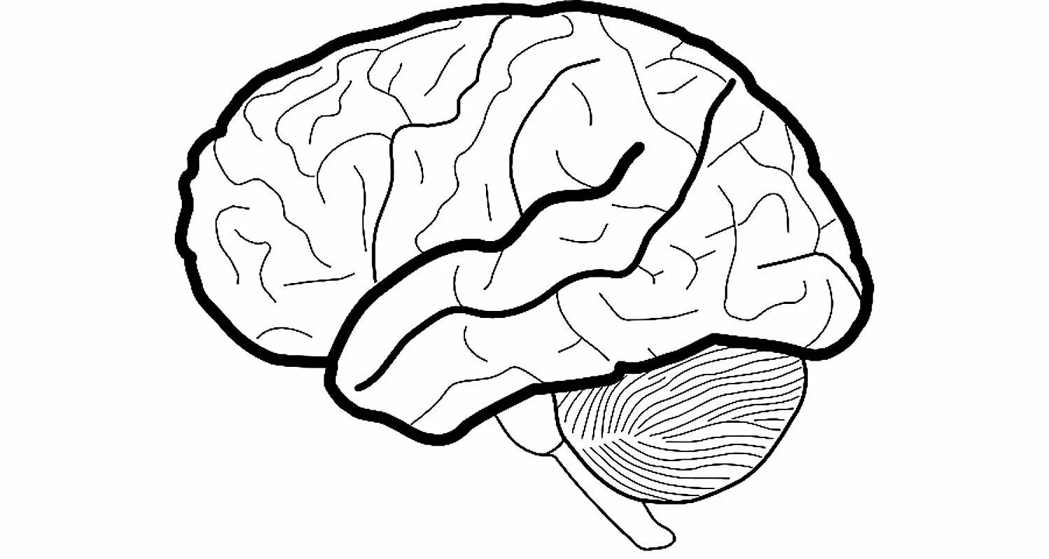 Большой мозг рисунок. Мозг трафарет. Головной мозг раскраска. Мозг схематично. Мозг рисунок.