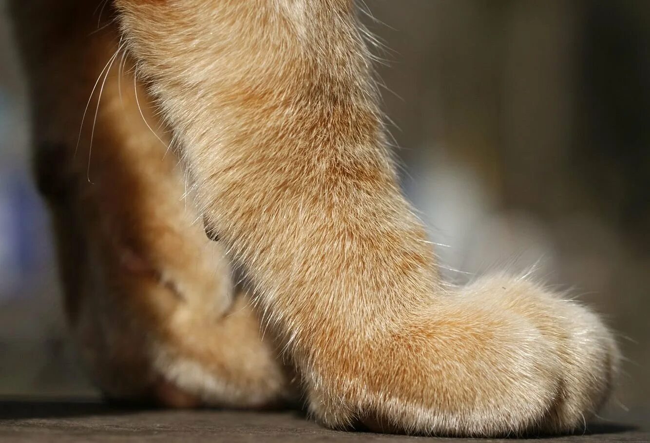 Шерсть на задних лапах кошки