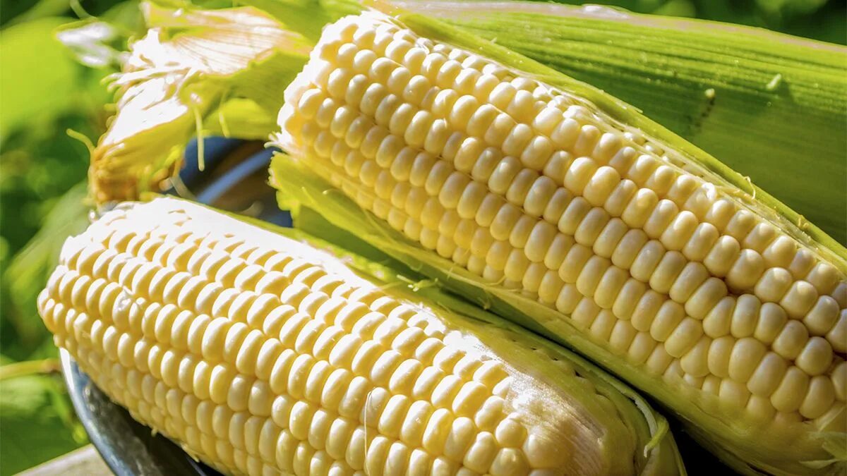 можно ли есть кукурузу на ночь. вареная кукуруза. кукурузная каша при гастрите. можно ли есть кукурузу на ночь. кукуруза полезные свойства.