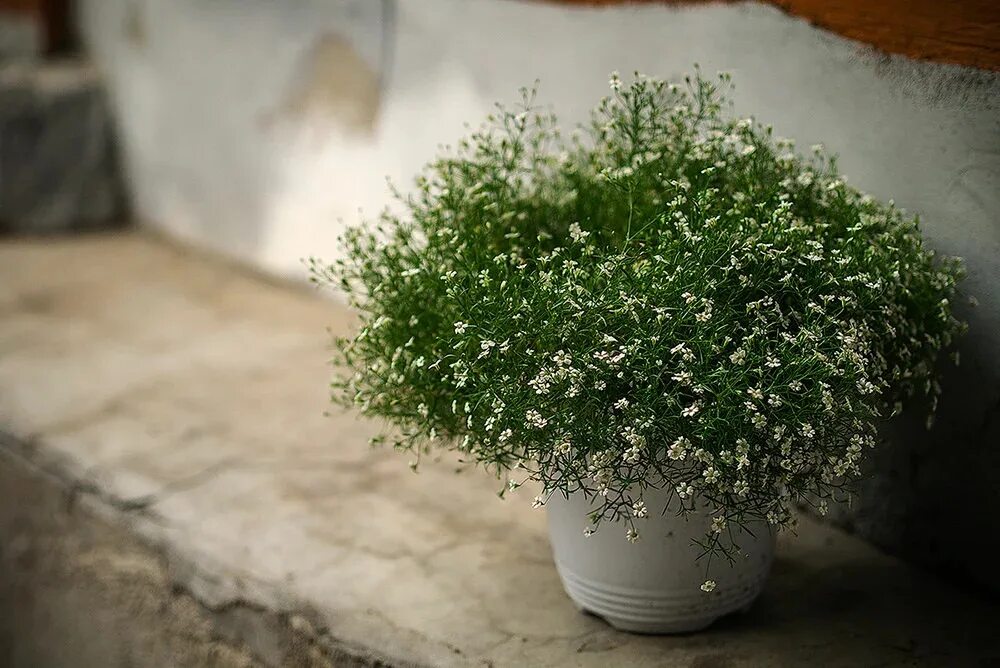 Гипсофилы нужно поливать. Гипсофила Baby's Breath. Гипсофила 2023. Гипсофила белая однолетник. Гипсофила горшечная.