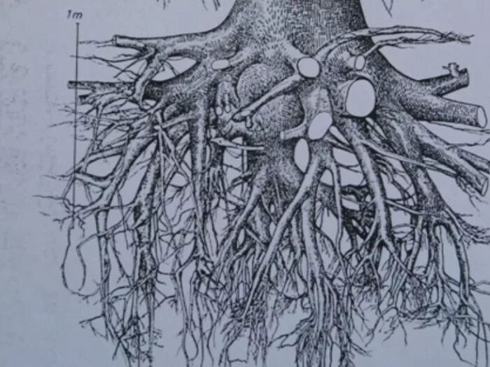 Корневая система клена остролистного. Корневище клена остролистного. Клён ясенелистный корневая система. Корнекорневая система клена. Корни тейлор