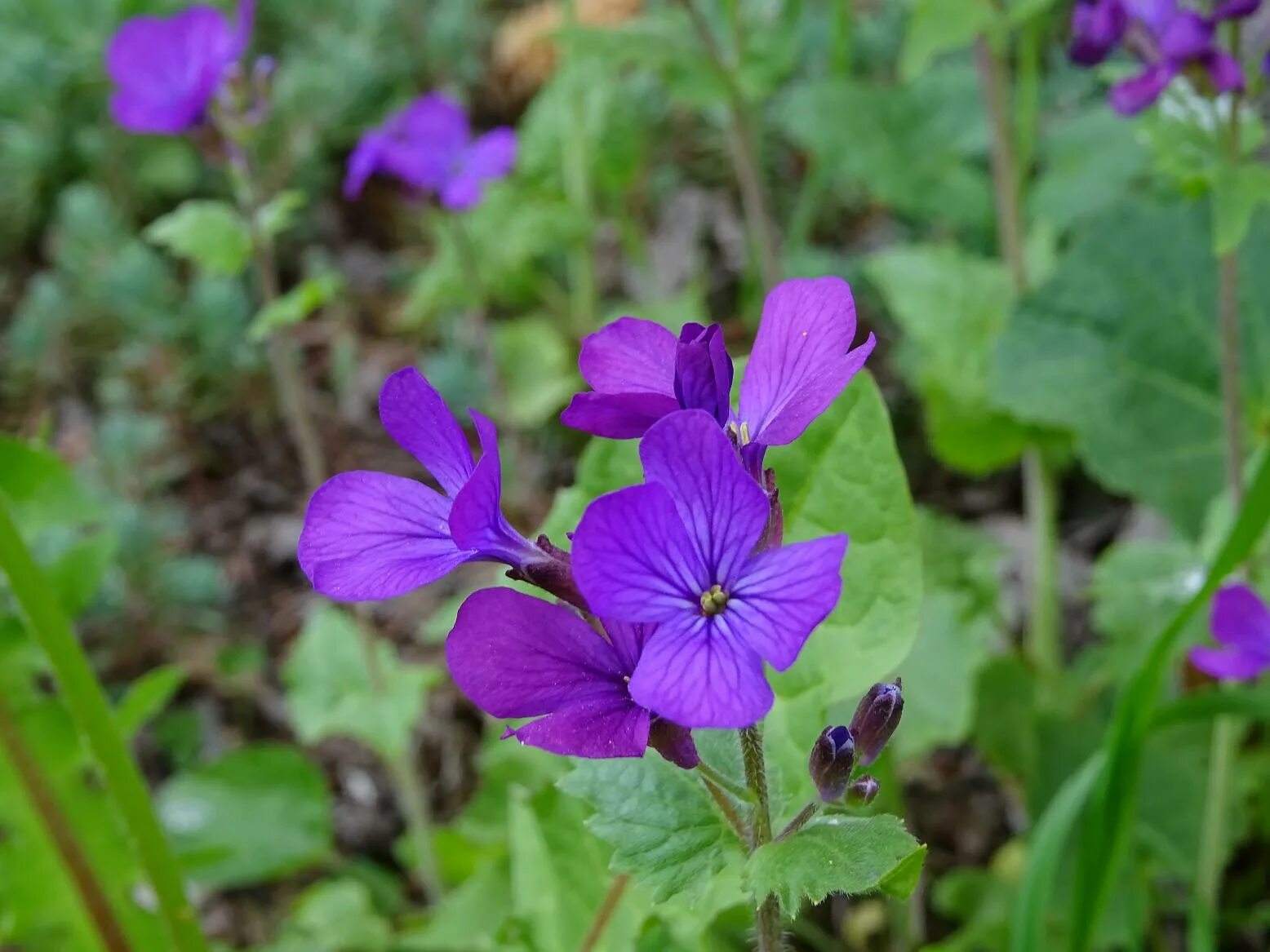 лунник дирекции. семейство лунник. лунария редивива. лунник дирекции. лунник дирекции.