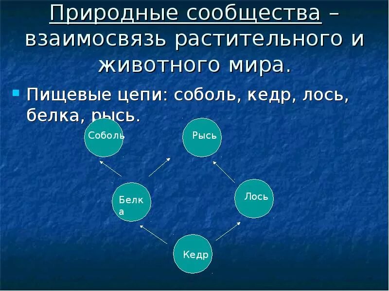 Взаимосвязь организмов сообщества. Взаимосвязи животных в природе. Взаимосвязь организма и среды. Цепочка питания круговорот. Биотические связи организмов в биоценозах.