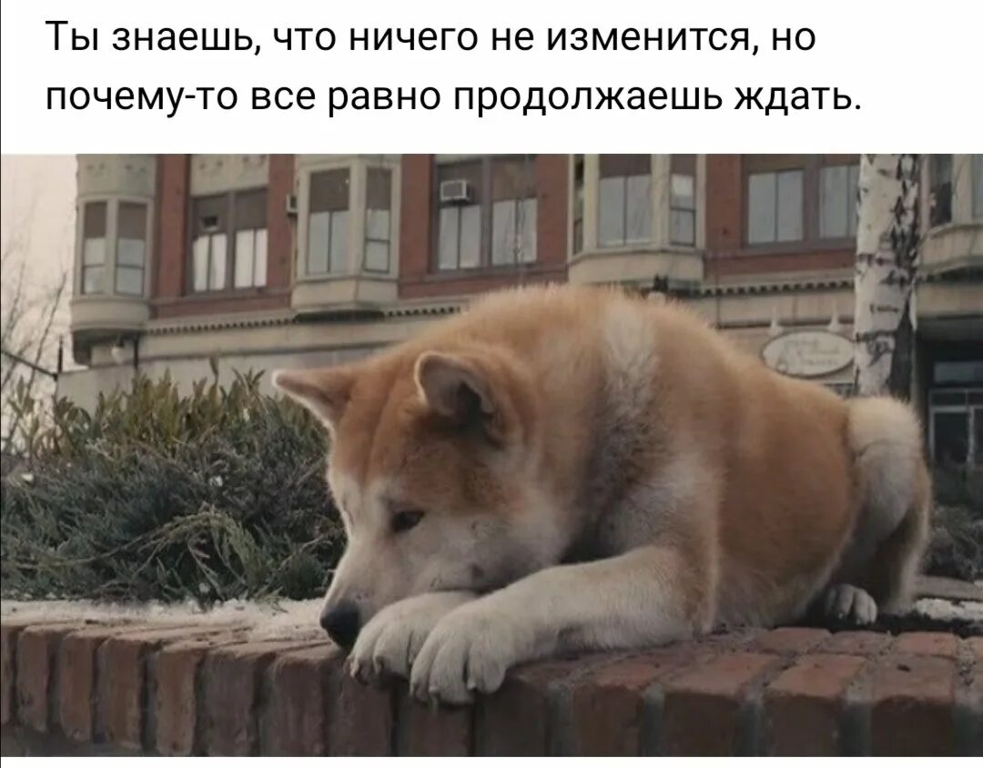 Хатико балаково магазин техники Хатико балаково магазин техники