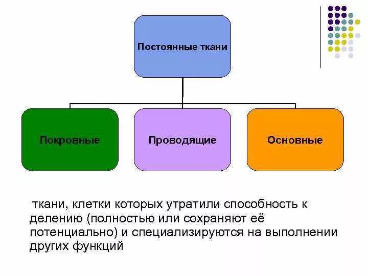 Ткани эпителиальная соединительная мышечная нервная. Утратили способность к делению клетки. Утратили способность к делению клетки. 4 типа клеток. Ткани по способность к делению.