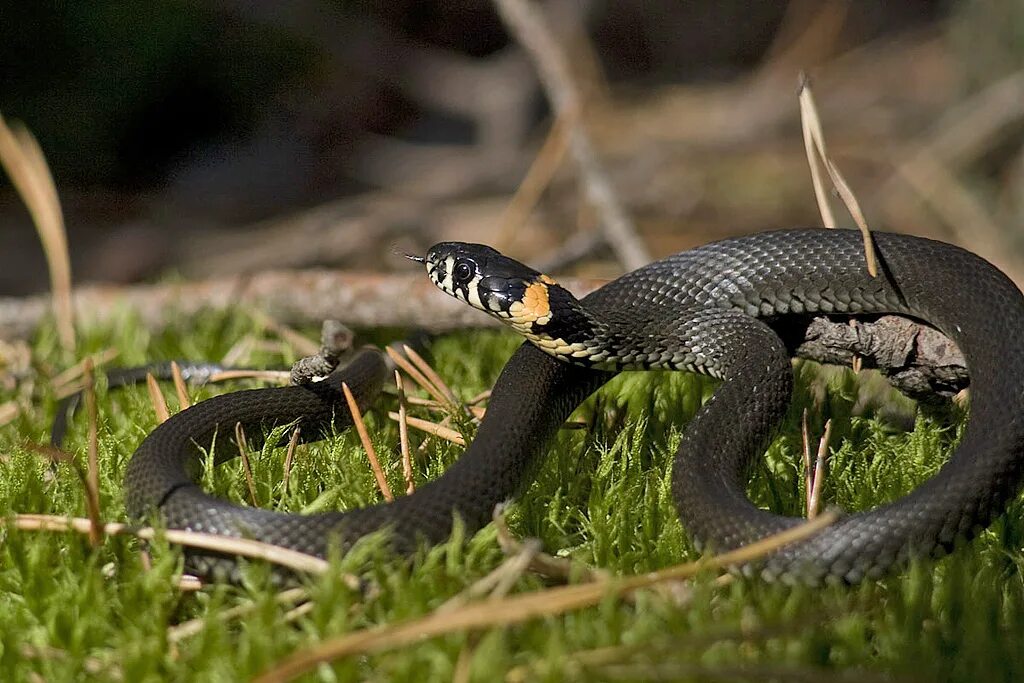 Grass snake. Обыкновенный уж Natrix Natrix. Змея уж обыкновенный. Уж обыкновенный - змея неядовитая. Обыкновенный уж (Natrix Natrix l.).