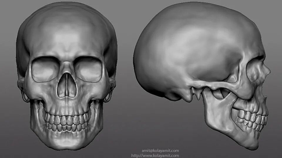 Skull model