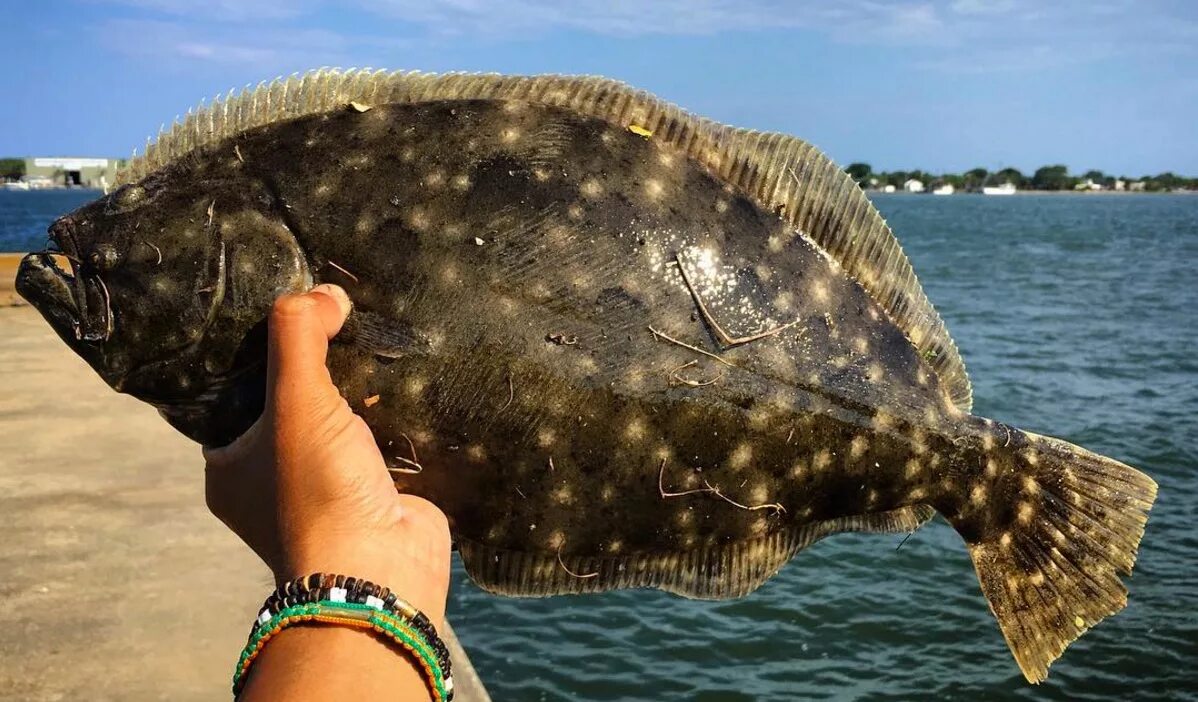 Flounder. Камбала Калкан Черноморская. Тюрбо Калкан рыба. Камбала пятнистая. Камбала Флаундер.