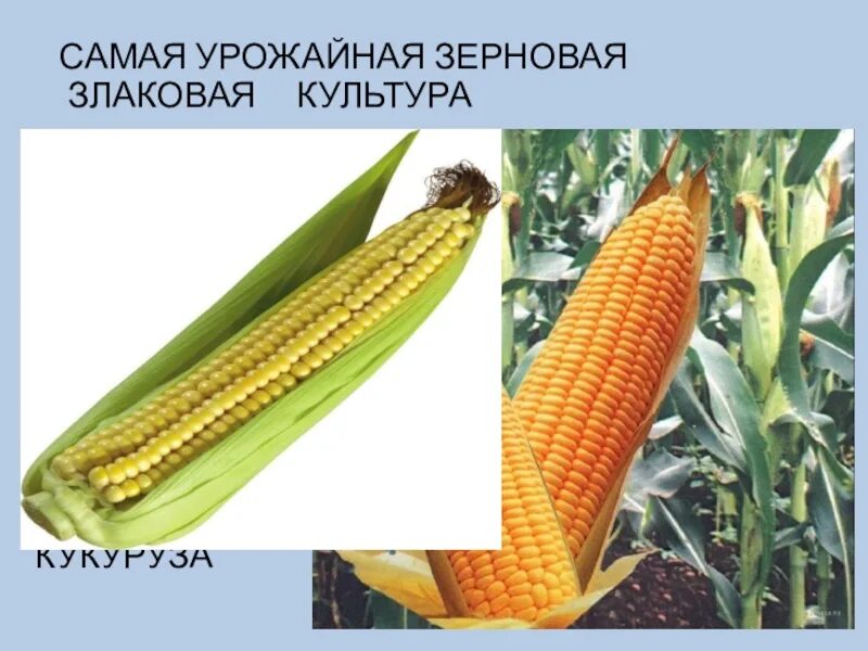 Особенности внешнего строения кукурузы. Кукуруза зерновая культура. строение початка кукурузы. строение кукурузы биология. структура початка кукурузы.