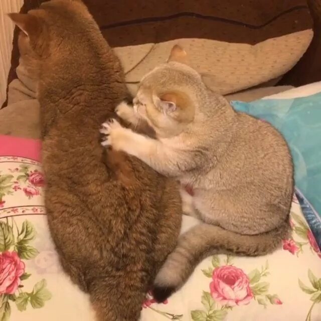 Зачем коты делают массаж. Массаж котики. кошачий массаж. кот массажист. котик делает массаж.