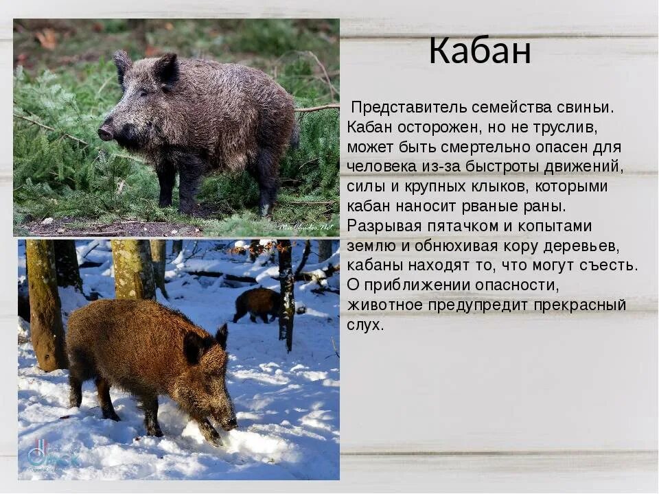 Кабан класс животных. Кабан описание. Сообщение о кабане. Доклад про кабана. Кабан описание животного.