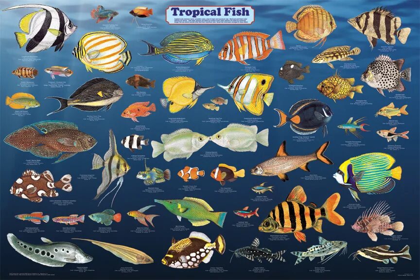 Обитатели морей названия. Рифовые обитатели красного моря. Тропические рыбки. Морские рыбки. Морские аквариумные рыбки.